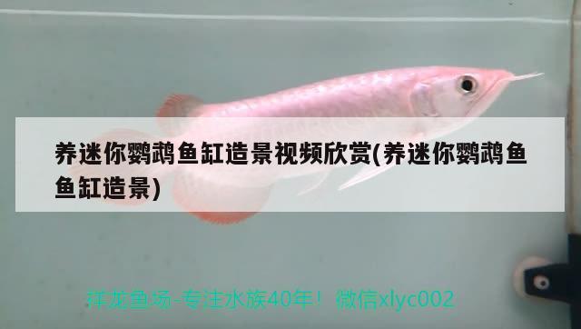 養(yǎng)迷你鸚鵡魚缸造景視頻欣賞(養(yǎng)迷你鸚鵡魚魚缸造景) 鸚鵡魚