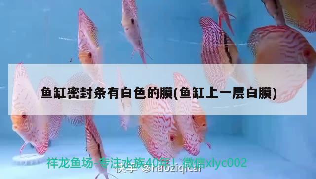 魚(yú)缸密封條有白色的膜(魚(yú)缸上一層白膜) 白子銀版魚(yú)苗