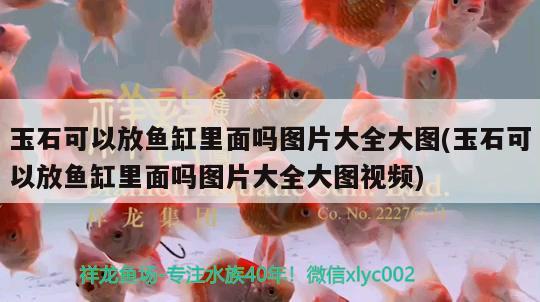 玉石可以放魚缸里面嗎圖片大全大圖(玉石可以放魚缸里面嗎圖片大全大圖視頻) 翡翠鳳凰魚