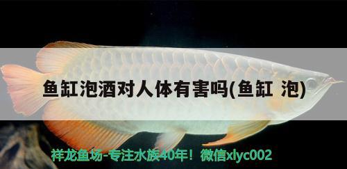 魚缸泡酒對人體有害嗎(魚缸泡) 進口元寶鳳凰魚