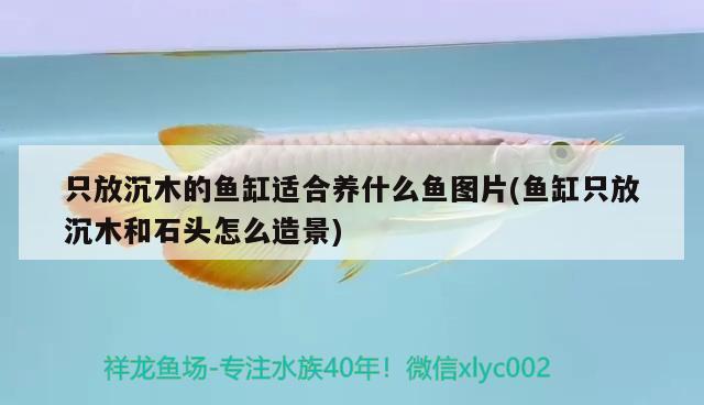 只放沉木的魚缸適合養(yǎng)什么魚圖片(魚缸只放沉木和石頭怎么造景) 粗線銀版魚苗