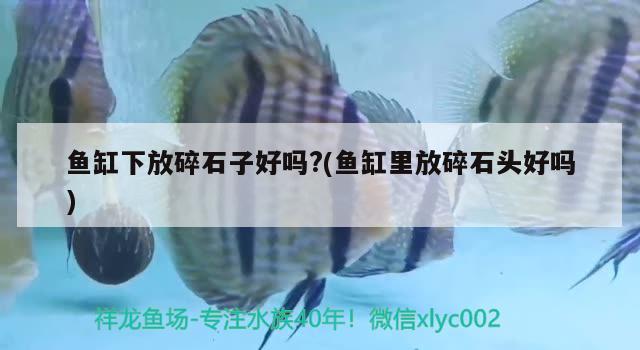 魚缸下放碎石子好嗎?(魚缸里放碎石頭好嗎)