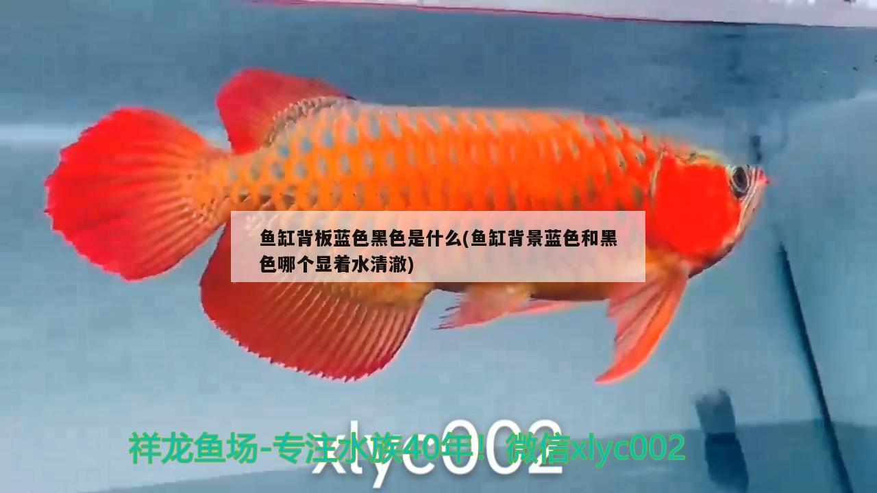 魚缸背板藍(lán)色黑色是什么(魚缸背景藍(lán)色和黑色哪個顯著水清澈)