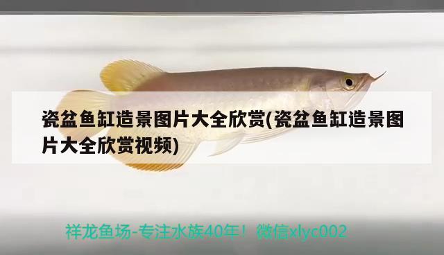 瓷盆魚(yú)缸造景圖片大全欣賞(瓷盆魚(yú)缸造景圖片大全欣賞視頻) 雙線側(cè)魚(yú)