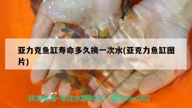 亞力克魚缸壽命多久換一次水(亞克力魚缸圖片)