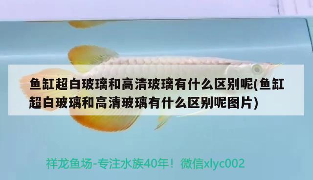 魚(yú)缸超白玻璃和高清玻璃有什么區(qū)別呢(魚(yú)缸超白玻璃和高清玻璃有什么區(qū)別呢圖片) 紅魔王銀版魚(yú)