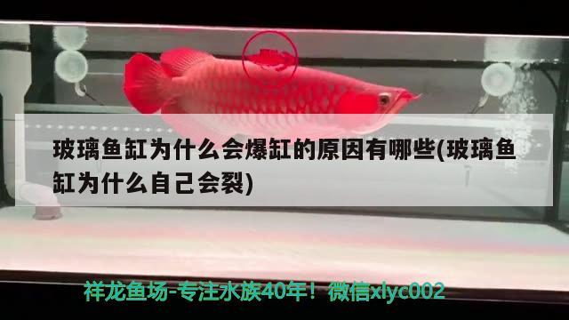 玻璃魚缸為什么會爆缸的原因有哪些(玻璃魚缸為什么自己會裂) 高背金龍魚