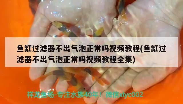 魚缸過濾器不出氣泡正常嗎視頻教程(魚缸過濾器不出氣泡正常嗎視頻教程全集)