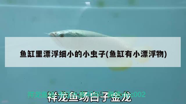 魚(yú)缸里漂浮細(xì)小的小蟲(chóng)子(魚(yú)缸有小漂浮物)