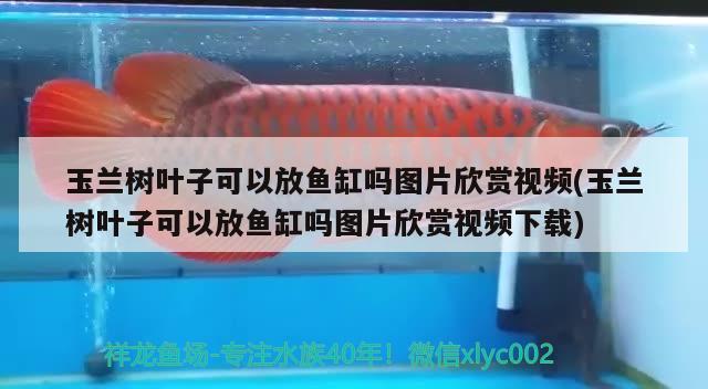 玉蘭樹葉子可以放魚缸嗎圖片欣賞視頻(玉蘭樹葉子可以放魚缸嗎圖片欣賞視頻下載) 野彩魚