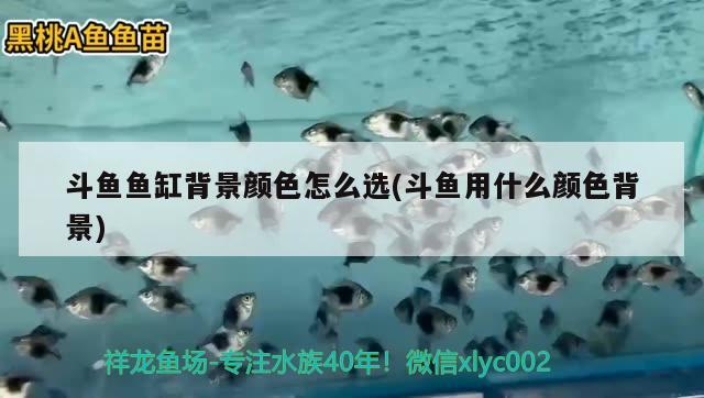 斗魚魚缸背景顏色怎么選(斗魚用什么顏色背景)