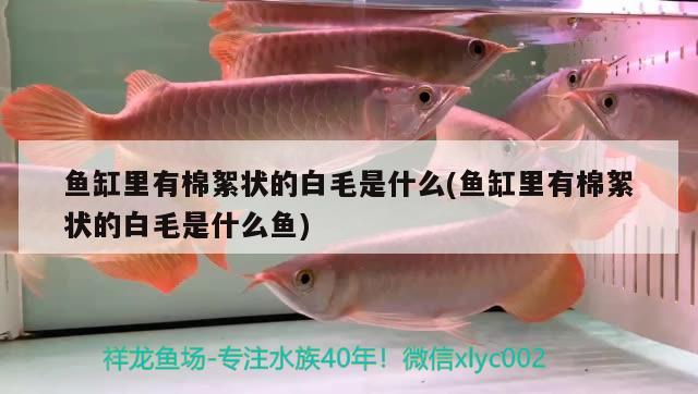 魚(yú)缸里有棉絮狀的白毛是什么(魚(yú)缸里有棉絮狀的白毛是什么魚(yú))