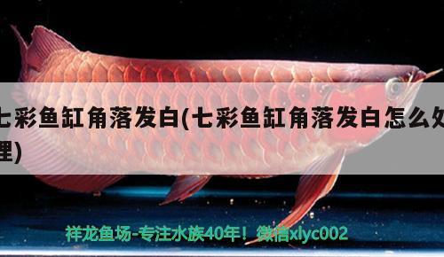 七彩魚缸角落發(fā)白(七彩魚缸角落發(fā)白怎么處理)