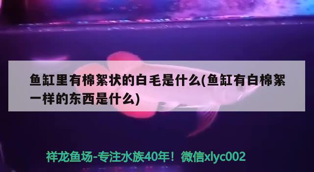 魚(yú)缸里有棉絮狀的白毛是什么(魚(yú)缸有白棉絮一樣的東西是什么)