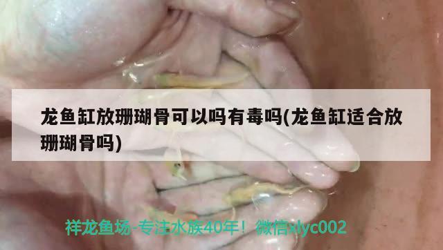 龍魚缸放珊瑚骨可以嗎有毒嗎(龍魚缸適合放珊瑚骨嗎) 豹紋夫魚苗