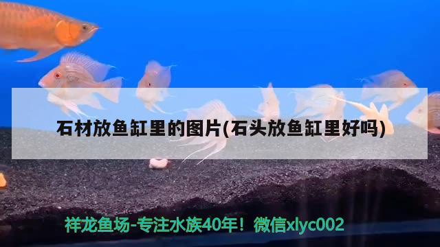 石材放魚缸里的圖片(石頭放魚缸里好嗎)