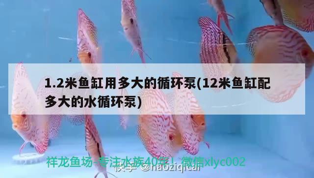 1.2米魚缸用多大的循環(huán)泵(12米魚缸配多大的水循環(huán)泵) 皇冠黑白魟魚