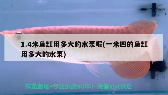 1.4米魚缸用多大的水泵呢(一米四的魚缸用多大的水泵)