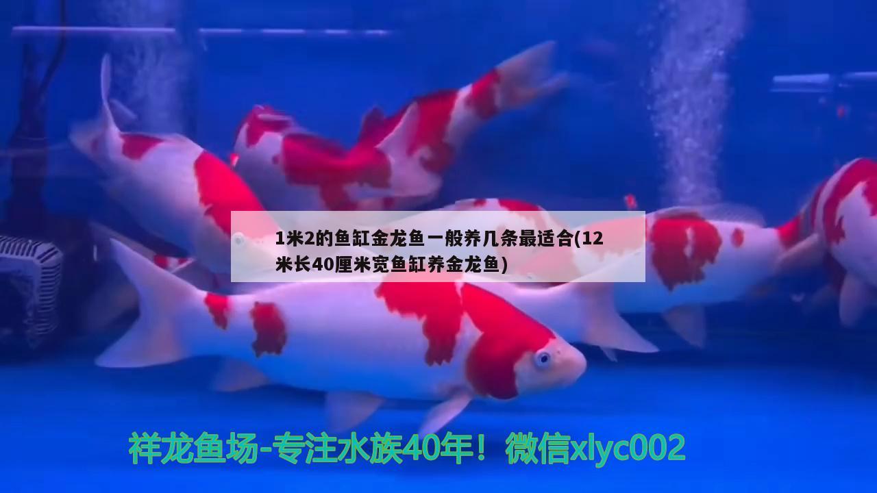 1米2的魚缸金龍魚一般養(yǎng)幾條最適合(12米長40厘米寬魚缸養(yǎng)金龍魚) 帝王血鉆魚