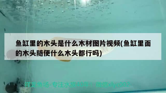 魚缸里的木頭是什么木材圖片視頻(魚缸里面的木頭隨便什么木頭都行嗎)