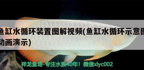 魚(yú)缸水循環(huán)裝置圖解視頻(魚(yú)缸水循環(huán)示意圖動(dòng)畫演示) 月光鴨嘴魚(yú)