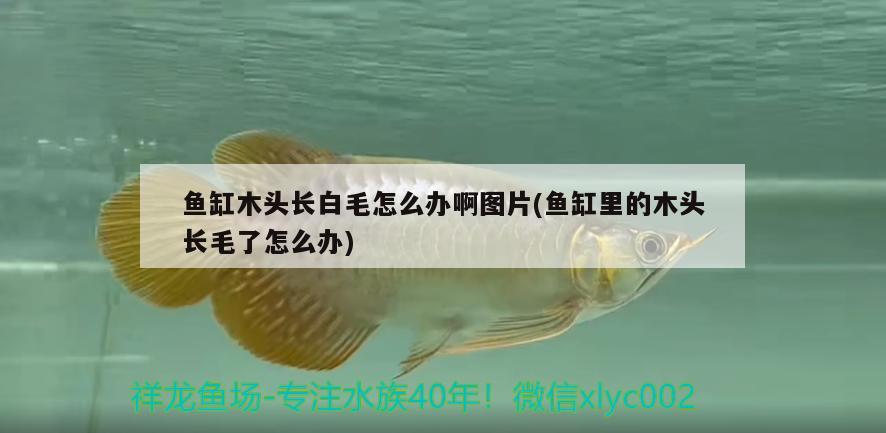 魚缸木頭長(zhǎng)白毛怎么辦啊圖片(魚缸里的木頭長(zhǎng)毛了怎么辦) 魚缸凈水劑