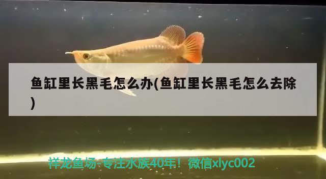 魚缸里長黑毛怎么辦(魚缸里長黑毛怎么去除)