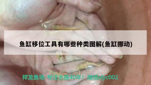 魚缸移位工具有哪些種類圖解(魚缸挪動) 觀賞魚進出口