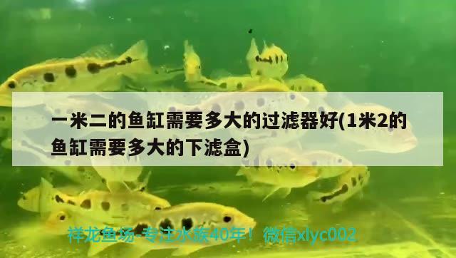 一米二的魚缸需要多大的過(guò)濾器好(1米2的魚缸需要多大的下濾盒) 過(guò)背金龍魚