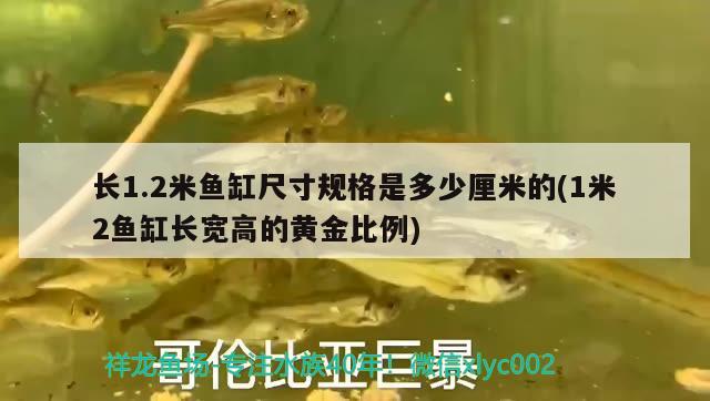 長1.2米魚缸尺寸規(guī)格是多少厘米的(1米2魚缸長寬高的黃金比例)