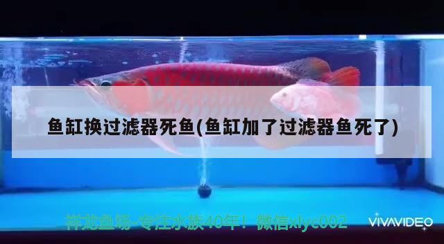 魚缸換過濾器死魚(魚缸加了過濾器魚死了) 紅尾平克魚