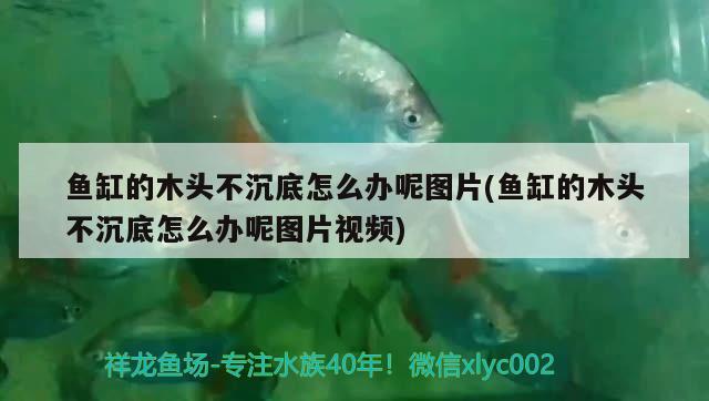 魚缸的木頭不沉底怎么辦呢圖片(魚缸的木頭不沉底怎么辦呢圖片視頻) 虎魚百科