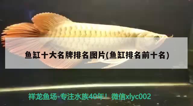 魚缸十大名牌排名圖片(魚缸排名前十名)