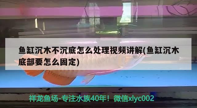 魚缸沉木不沉底怎么處理視頻講解(魚缸沉木底部要怎么固定)