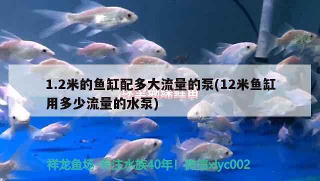 1.2米的魚缸配多大流量的泵(12米魚缸用多少流量的水泵) 其他益生菌