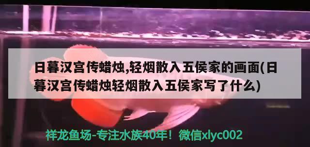 日暮漢宮傳蠟燭,輕煙散入五侯家的畫面(日暮漢宮傳蠟燭輕煙散入五侯家寫了什么) 觀賞魚