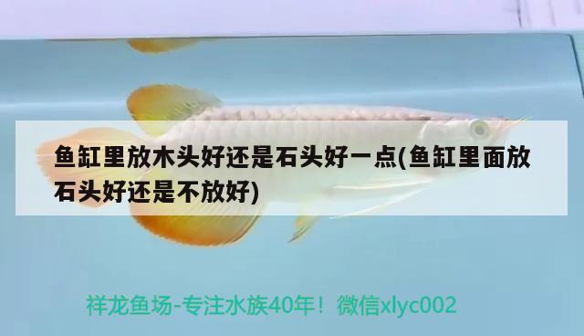 魚缸里放木頭好還是石頭好一點(魚缸里面放石頭好還是不放好) 印尼紅龍魚