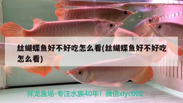 絲蝴蝶魚好不好吃怎么看(絲蝴蝶魚好不好吃怎么看) 蝴蝶鯉