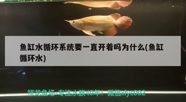 魚缸水循環(huán)系統(tǒng)要一直開著嗎為什么(魚缸循環(huán)水)