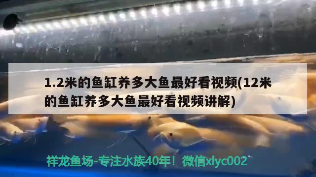 1.2米的魚缸養(yǎng)多大魚最好看視頻(12米的魚缸養(yǎng)多大魚最好看視頻講解) 喂食器