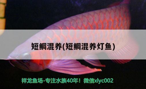 短鯛混養(yǎng)(短鯛混養(yǎng)燈魚)