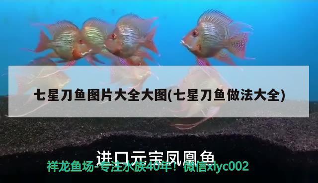 七星刀魚圖片大全大圖(七星刀魚做法大全) 觀賞魚