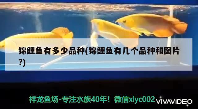 錦鯉魚有多少品種(錦鯉魚有幾個品種和圖片?) 觀賞魚