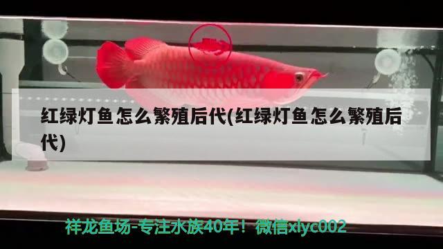 紅綠燈魚(yú)怎么繁殖后代(紅綠燈魚(yú)怎么繁殖后代)