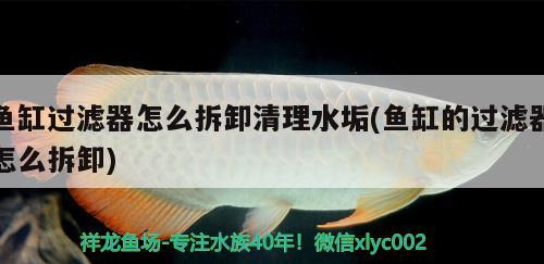 魚(yú)缸過(guò)濾器怎么拆卸清理水垢(魚(yú)缸的過(guò)濾器怎么拆卸)