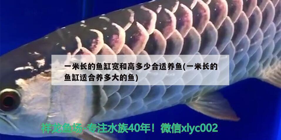 一米長的魚缸寬和高多少合適養(yǎng)魚(一米長的魚缸適合養(yǎng)多大的魚)