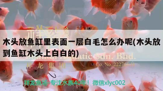 木頭放魚缸里表面一層白毛怎么辦呢(木頭放到魚缸木頭上白白的)