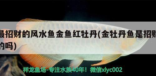 最招財?shù)娘L水魚金魚紅牡丹(金牡丹魚是招財?shù)膯? 魚缸風水