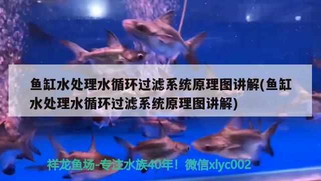 魚(yú)缸水處理水循環(huán)過(guò)濾系統(tǒng)原理圖講解(魚(yú)缸水處理水循環(huán)過(guò)濾系統(tǒng)原理圖講解) 黃金招財(cái)貓魚(yú)