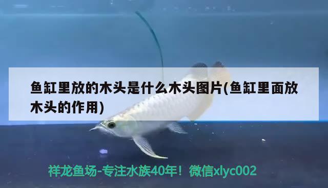 魚(yú)缸里放的木頭是什么木頭圖片(魚(yú)缸里面放木頭的作用)